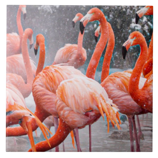 Carreau Photo de Flamants roses américains (Devant)