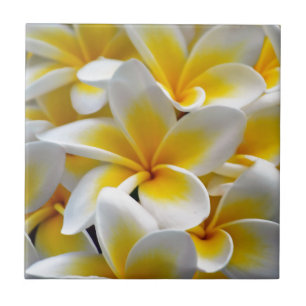 Carreau Photo de fleur de Plumeria de Frangipani