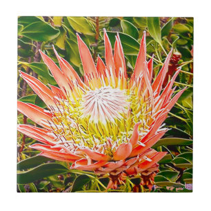 Carreau Photo de fleurs australiennes de Protea
