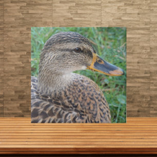 Carreau Photo de la faune de Mallard Duck Hen