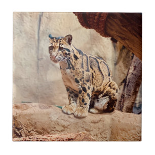 Carreau photo de léopard nuageux nature faune exotique