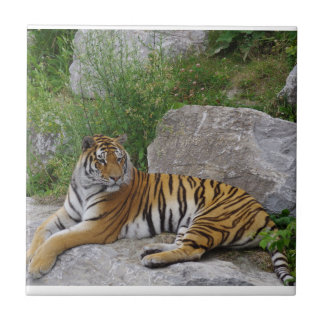 Carreau Photo de portrait d'un tigre sibérien