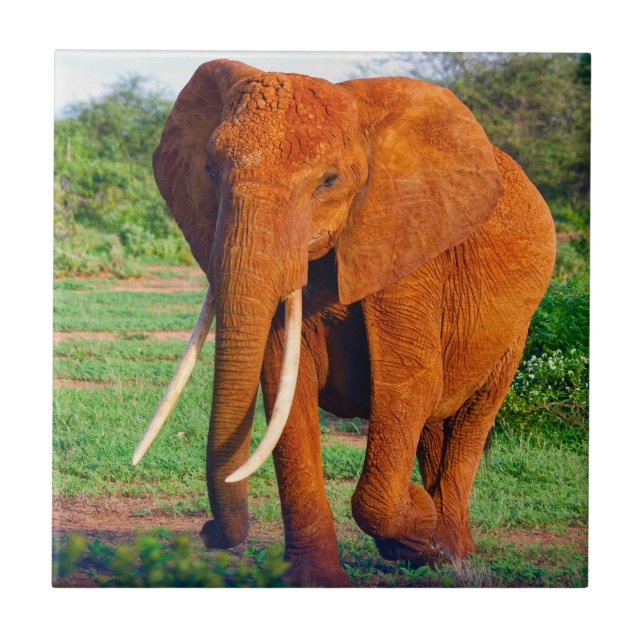 Carreau Photo d'éléphant d'Afrique adulte (Devant)