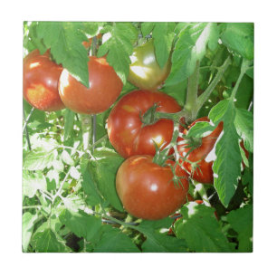 Carreau Photo des tomates rouges mûres sur la vigne
