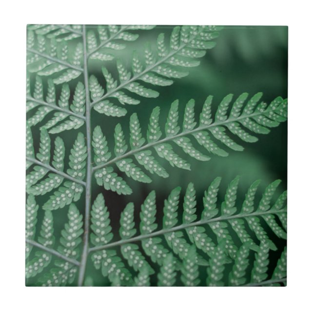 Carreau Photo focalisée par feuille verte (Devant)