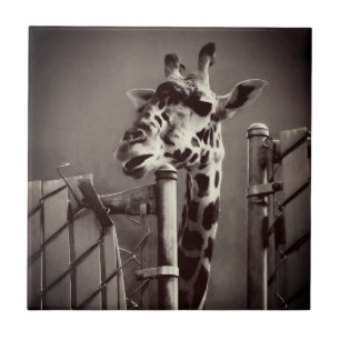 Carreau Photo Giraffe - Style Vintage