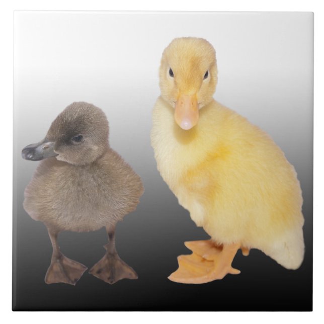 Carreau Photographie adorable de canetons (Devant)