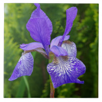 Photographie florale d'Iris sybirica