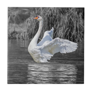 Carreau Photographie noir et blanc cygne