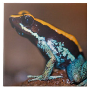 Carreau Phyllobates vittatus, une grenouille à flèche empo