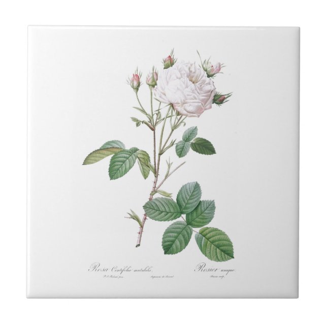 CARREAU PIERRE-JOSEPH REDOUTÉ "ROSE CABBAGE" TILE CÉRAMIQU (Devant)