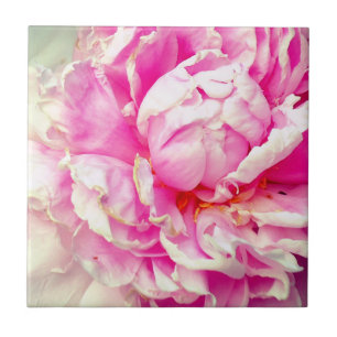 Carreau Pies roses et blanches