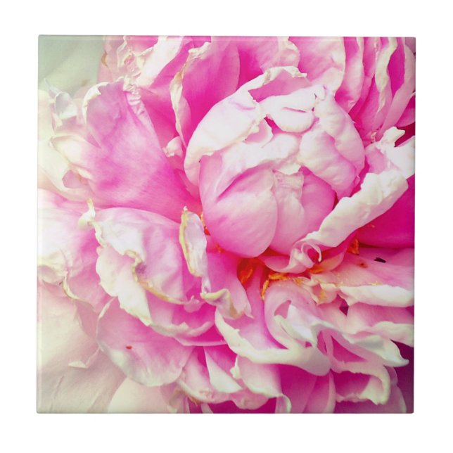 Carreau Pies roses et blanches (Devant)