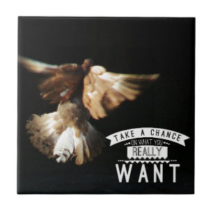 Carreau Pigeon A Une Chance