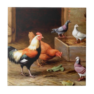 Carreau Pigeons de poule de coq