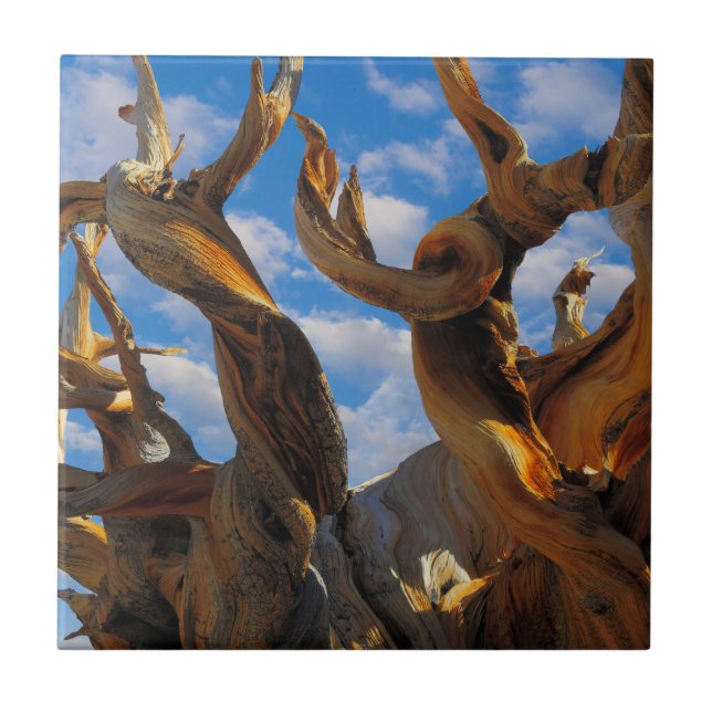 Carreau Pin Bristlecone (Devant)