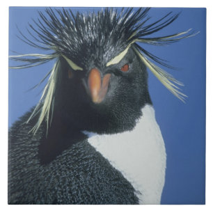 Carreau Pingouin de Rockhopper (Eudyptes chrysocome)