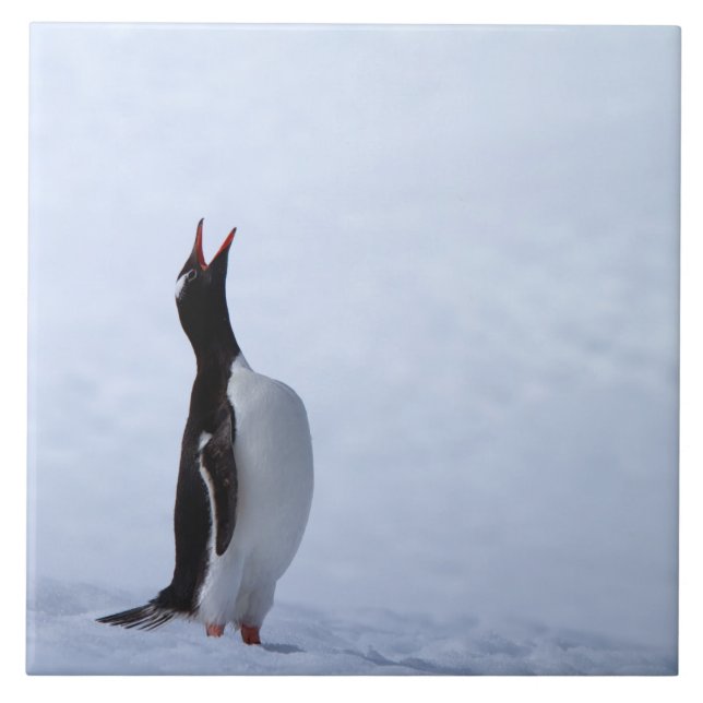 Carreau Pingouin Gentoo (Devant)