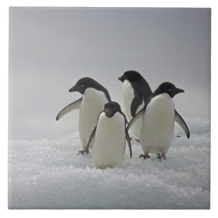 Carreau Pingouins d'Adelie sur des écoulements de glace