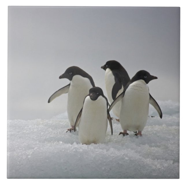 Carreau Pingouins d'Adelie sur des écoulements de glace (Devant)