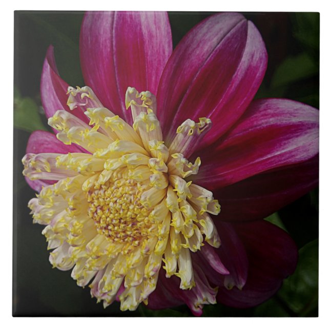 Carreau Pink Anemone Dahlia Bloom Floral (Devant)