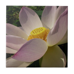 Carreau Pink Lotus Flower III Summer Floral