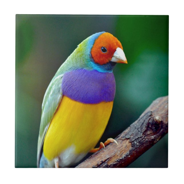 Carreau Pinson gouldian coloré (Devant)
