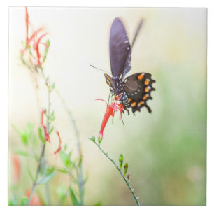 Carreau Pipevine Swallowtail papillon à la lumière de l'ap