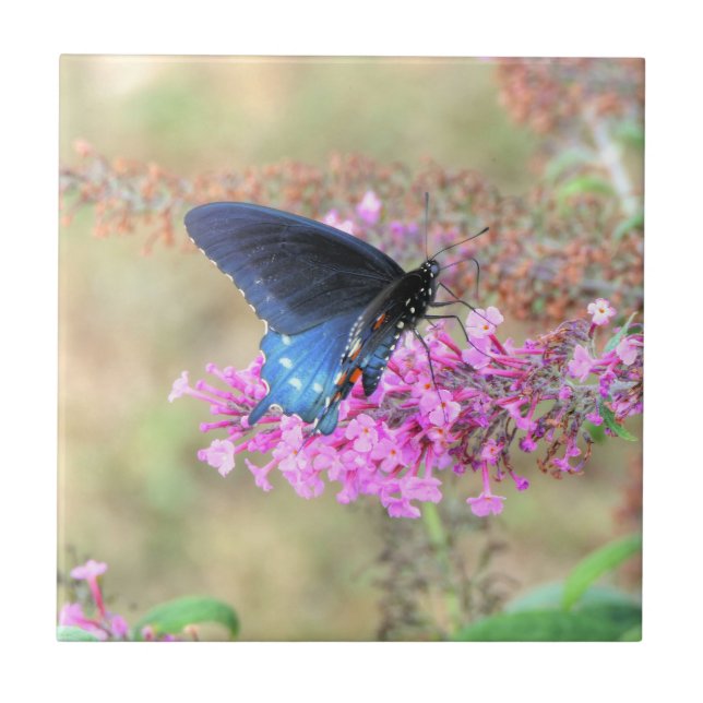 Carreau Pipevine Swallowtail sur Buddleia (Devant)