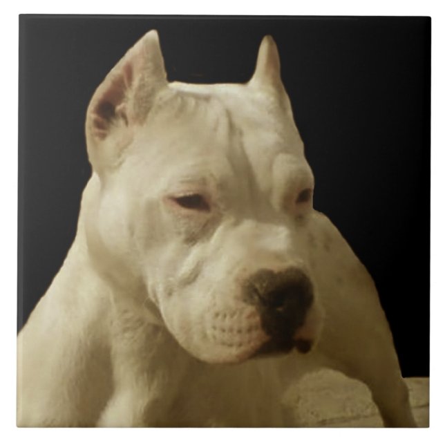 Carreau Pitbull blanc Terrier (Devant)