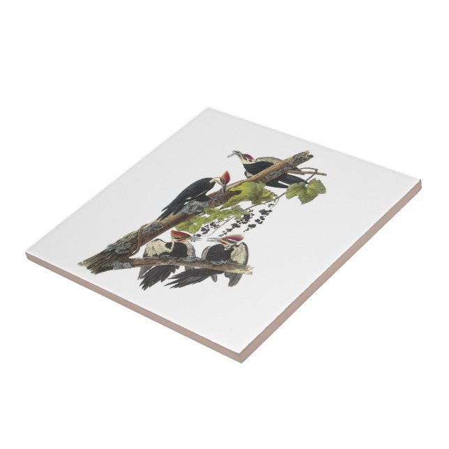 Carreau Pivert de Pileated par Audubon (Côté)