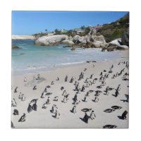 Plage | Afrique du Sud de rochers de pingouins