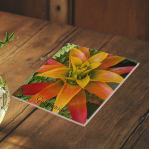 Carreau Plante de Broméliacée Guzmania Florale
