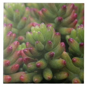 Carreau plante Sedum, Musée du désert d'Arizona-Sonora,