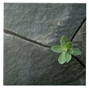Carreau Plante s'élevant à Boulder criqué