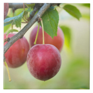 Carreau Plum cerise sur branche