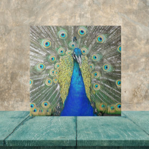 Carreau Plumage bleu Peacock