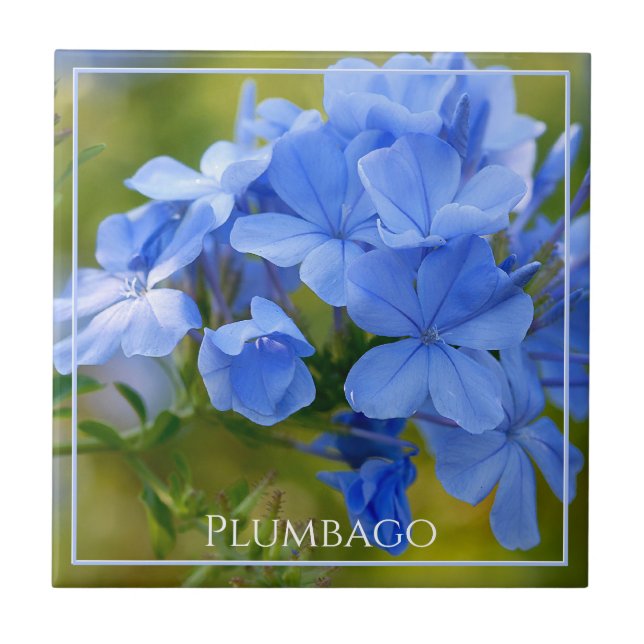 Carreau Plumbago - Les fleurs bleues de l'été Photographie (Devant)