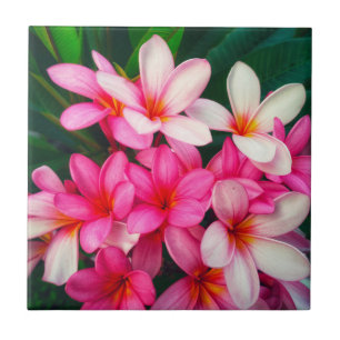 Carreau Plumeria rose Fleurs Hawaiian Nature