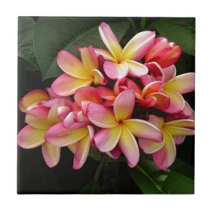 Carreau Plumeria tropicale rose et jaune