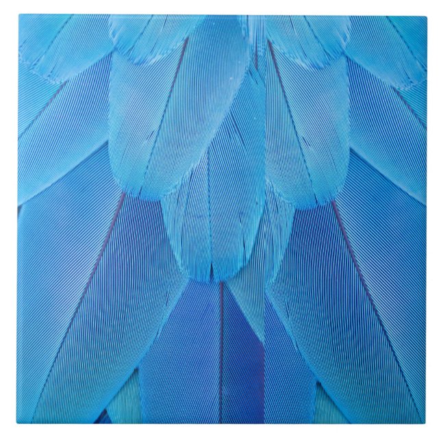 Carreau Plumes bleues turquoises du perroquet de Macaw (Devant)