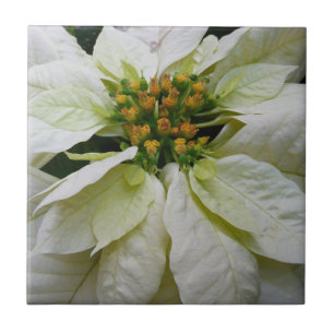 Carreau Poinsettia Elegant Christmas Holiday Floral