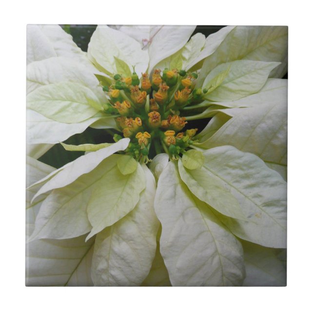 Carreau Poinsettia Elegant Christmas Holiday Floral (Devant)