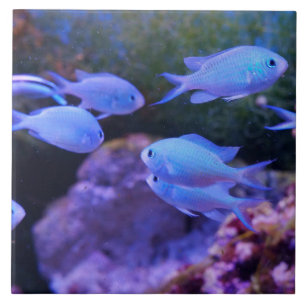 Carreau Poisson bleu tropical