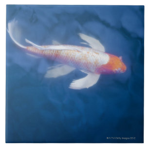 Carreau Poissons japonais de koi dans l'étang, vue courbe