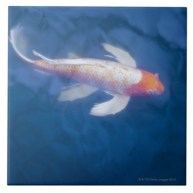 Carreau Poissons japonais de koi dans l'étang, vue courbe (Devant)