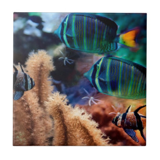 Carreau Poissons tropicaux