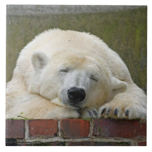Carreau PolarBear 001