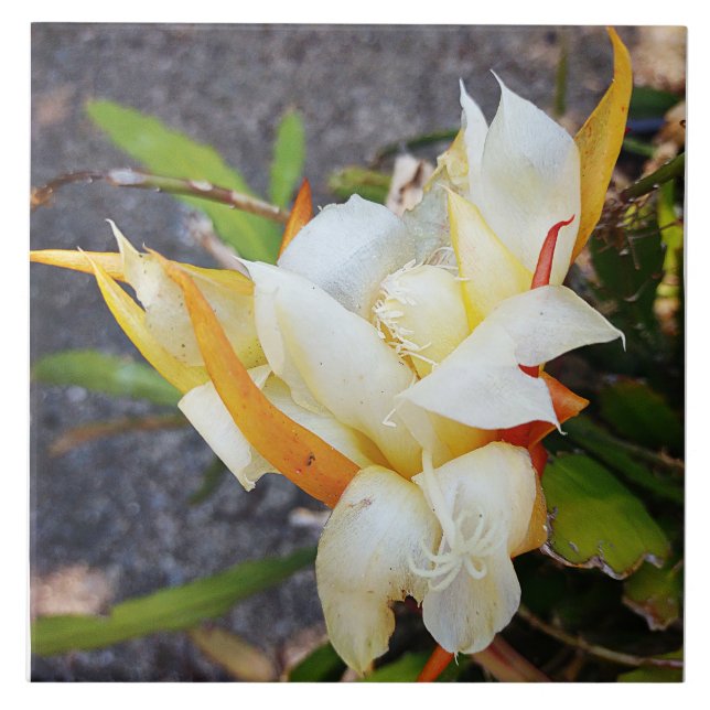 CARREAU POLYNISIEN DRAGON CACTUS BLOC DE NUIT (Devant)