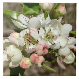 Carreau Pomme bourre fleur